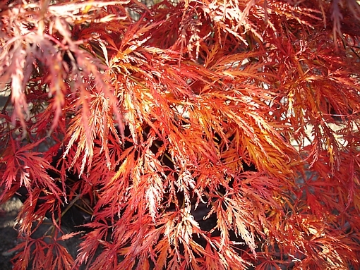 ACER palmatum Dissectum Ornatum