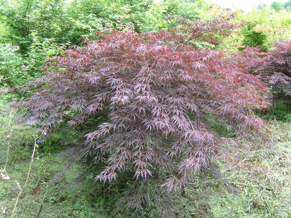 ACER palmatum Dissectum Tamukeyama ACER palmatum Dissectum Tamukeyama