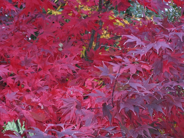 ACER palmatum Okagami