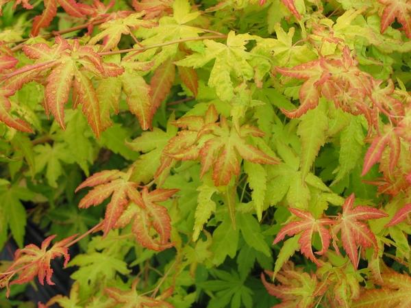ACER palmatum Orange Dream ACER palmatum Orange Dream