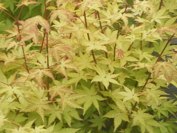 ACER palmatum Summer Gold