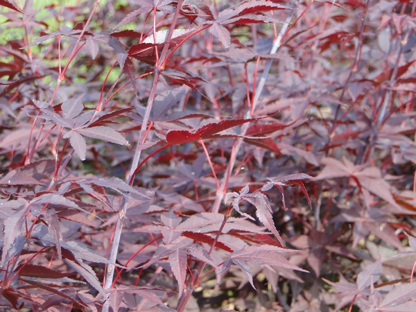 ACER palmatum Yubbaea ACER palmatum Yubbaea