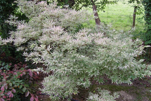 ACER palmatum Ukigomo ACER palmatum Ukigomo