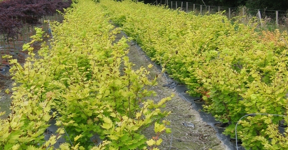 ACER shirawasanum Aureum ACER shirawasanum Aureum