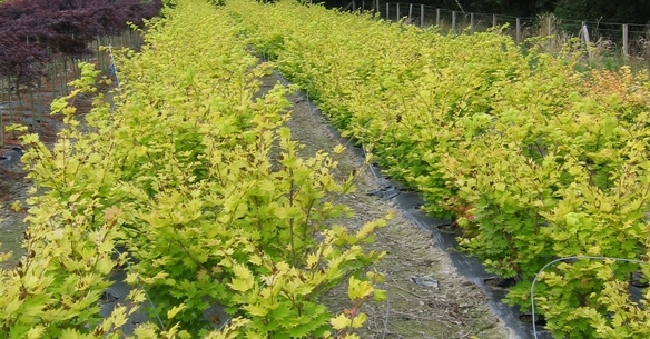 ACER shirawasanum Aureum (Golden Full Moon Maple)