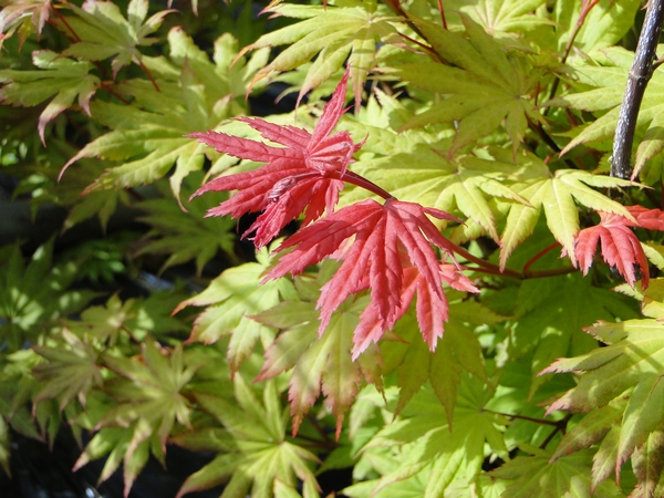 ACER shirawasanum Autumn Moon ACER shirawasanum Autumn Moon