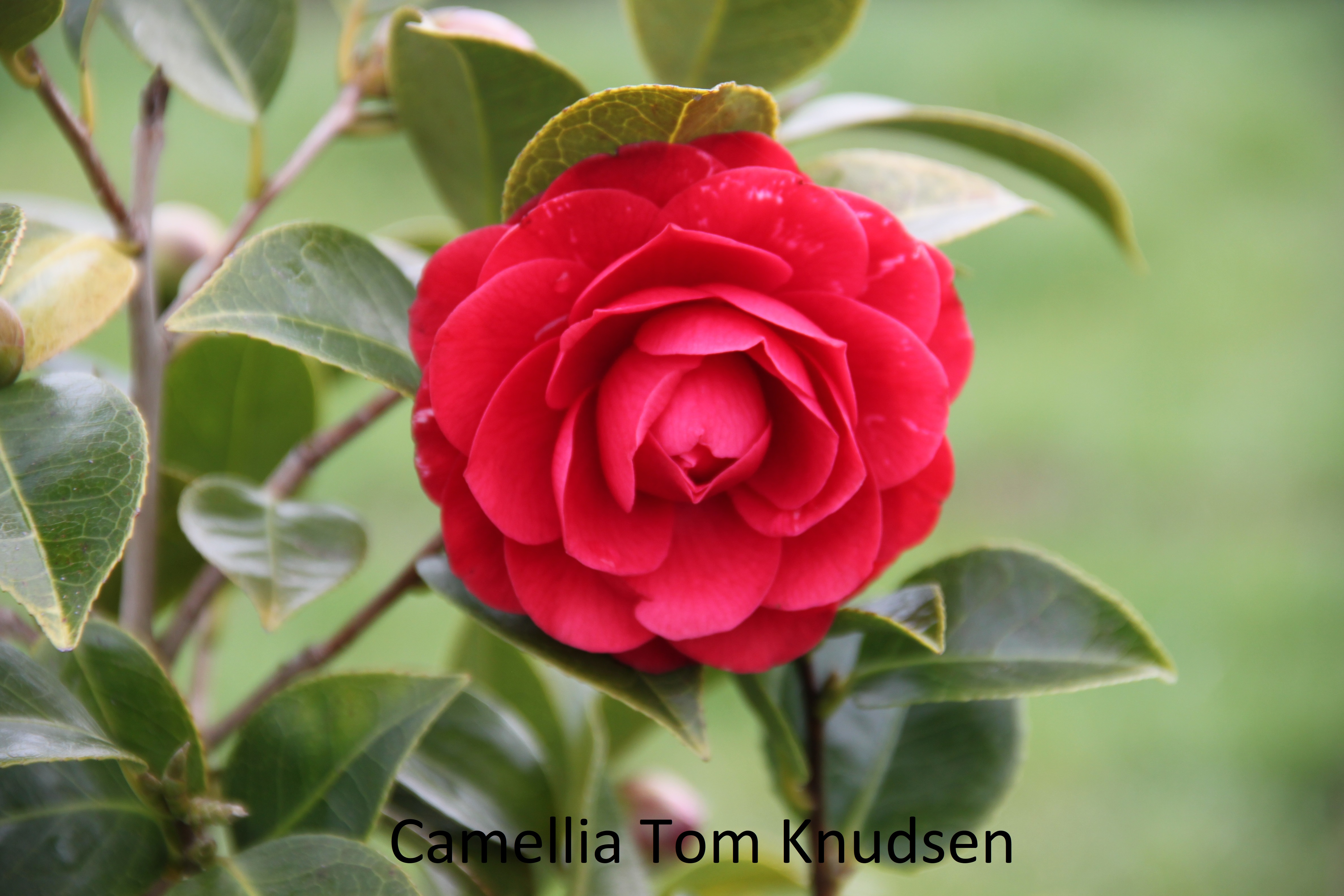 Camellia Tom Knudsen