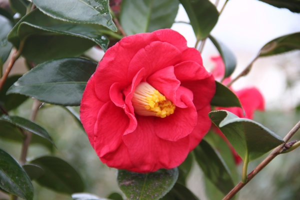 Camellia Adolphe Audusson