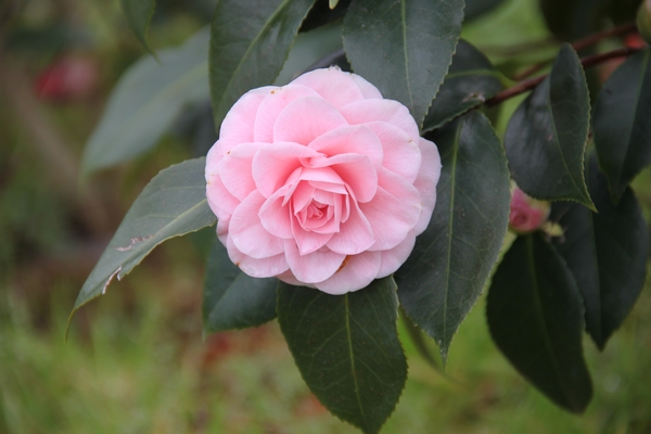 Camellia Ave Maria Camellia Ave Maria
