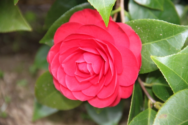 Camellia Black Lace Camellia Black Lace