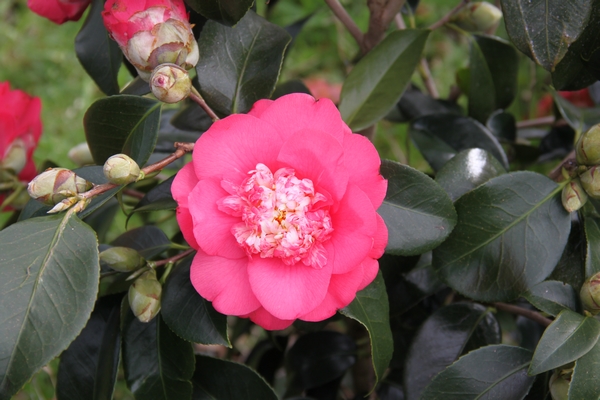 Camellia Chandleri Elegans