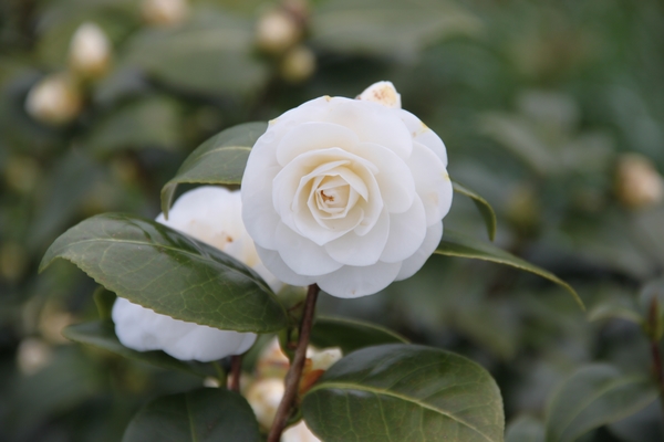 Camellia Compacta Alba Camellia Compacta Alba