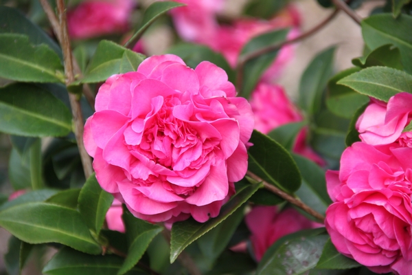 Camellia Debbie Camellia Debbie