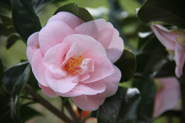 Camellia Fleur de pêcher (Peach blossom)