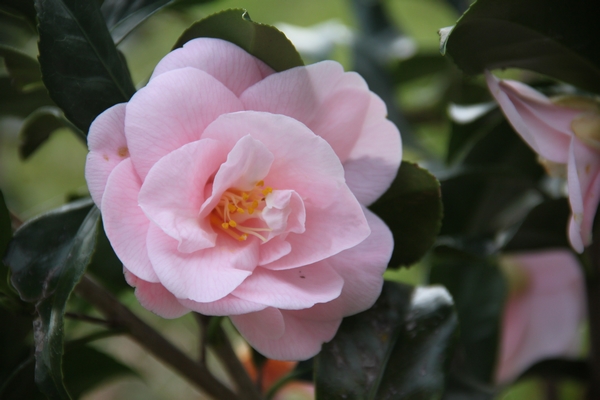 Camellia Fleur de pêcher (Peach blossom) Camellia Fleur de pêcher (Peach blossom)