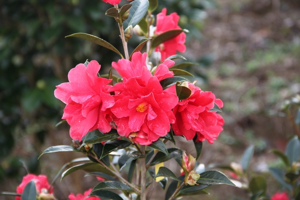 Camellia Freedom Bell Camellia Freedom Bell