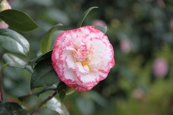 Camellia Margaret Davis