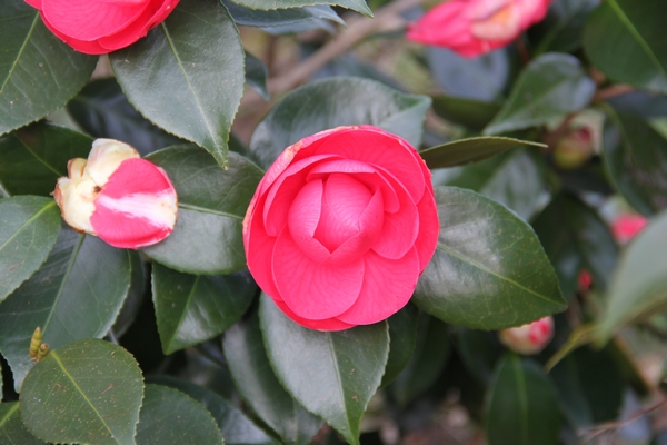 Camellia Paolina Guichardini