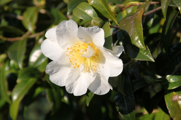 Camellia Silver Waves