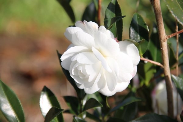 Camellia Early Pearly