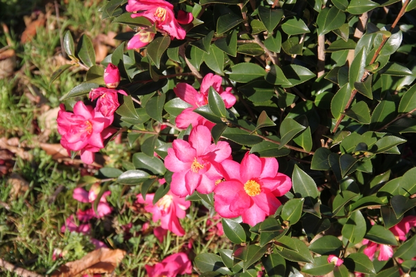Camellia Hiryu Camellia Hiryu