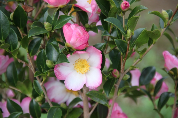 Camellia Versicolor