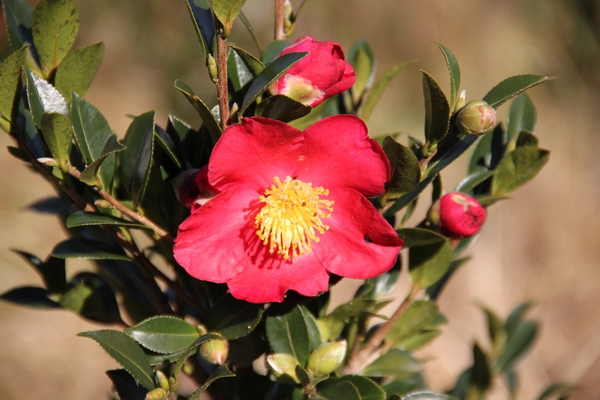 Camellia Yuletide