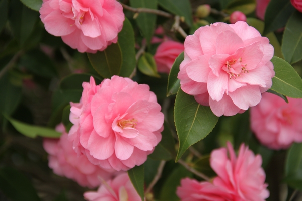 Camellia Spring Festival Camellia Spring Festival