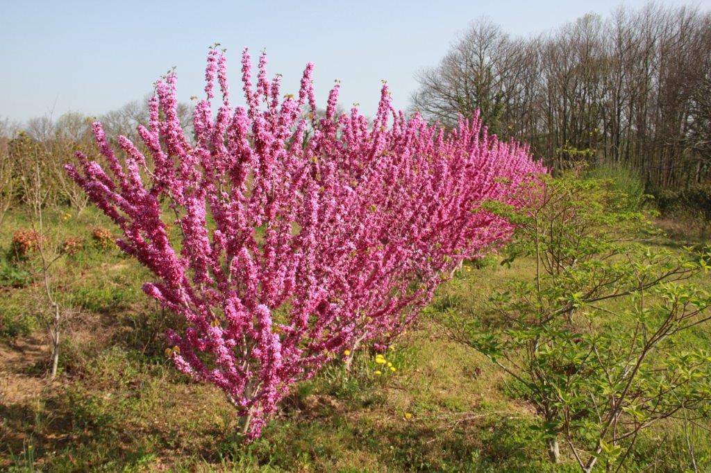 Cercis chinensis Avondale Cercis chinensis Avondale