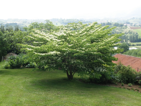 Cornus controversa