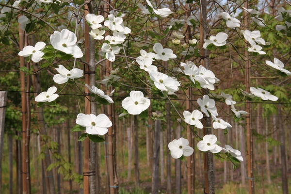 Cornus Eddie’s White Wonder