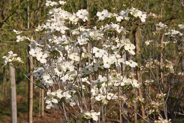 Cornus florida