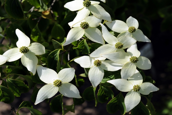 Cornus kousa Chinensis