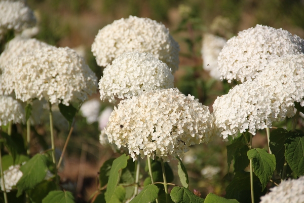 Hydrangea arborescens Annabelle Hydrangea arborescens Annabelle