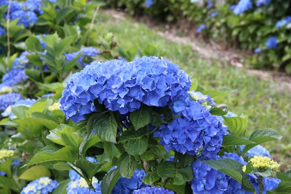 Hydrangea macrophylla Adria Hydrangea macrophylla Adria