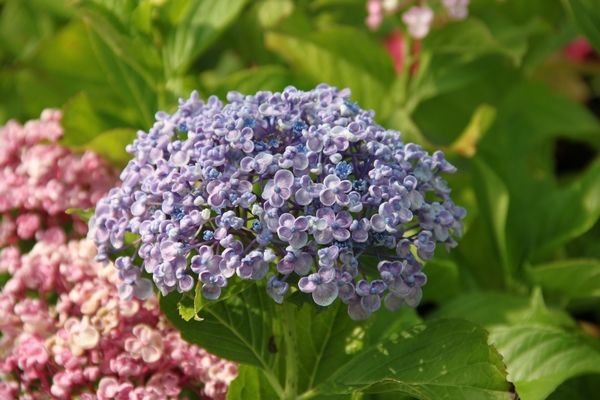 Hydrangea macrophylla Ayesha Hydrangea macrophylla Ayesha