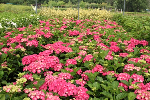 Hydrangea macrophylla Masja