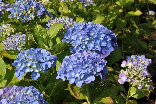 Hydrangea macrophylla Mathilde Gutges Hydrangea macrophylla Mathilde Gutges