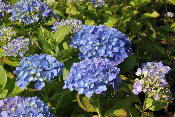 Hydrangea macrophylla Mathilde Gutges