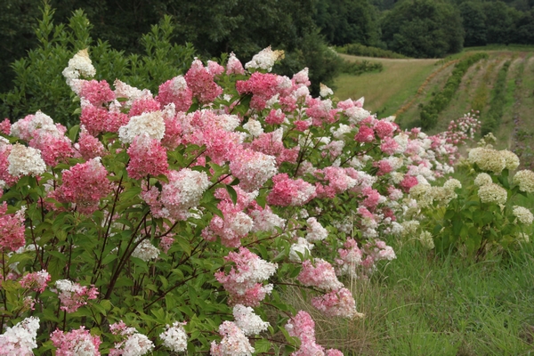 Hydrangea paniculata “Vanille Fraise”® Renhy (Vanilla Strawberry) Hydrangea paniculata “Vanille Fraise”® Renhy (Vanilla Strawberry)