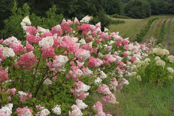 Hydrangea Vanille Fraise®