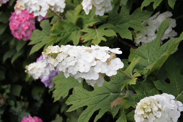 Hydrangea quercifolia Snow Queen ®  ‘Felmygea’