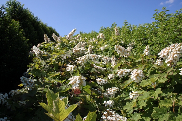 Hydrangea quercifolia Hydrangea quercifolia