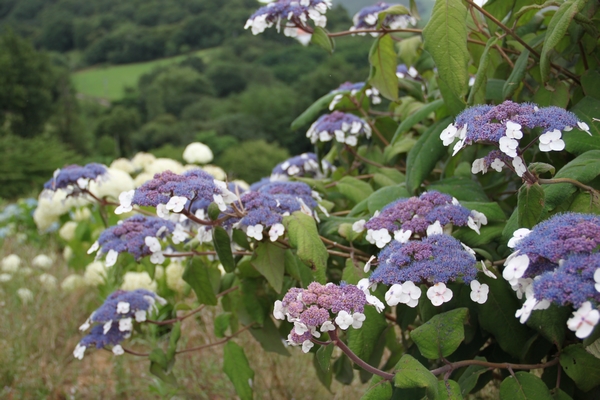 Hydrangea sargentiana Hydrangea sargentiana