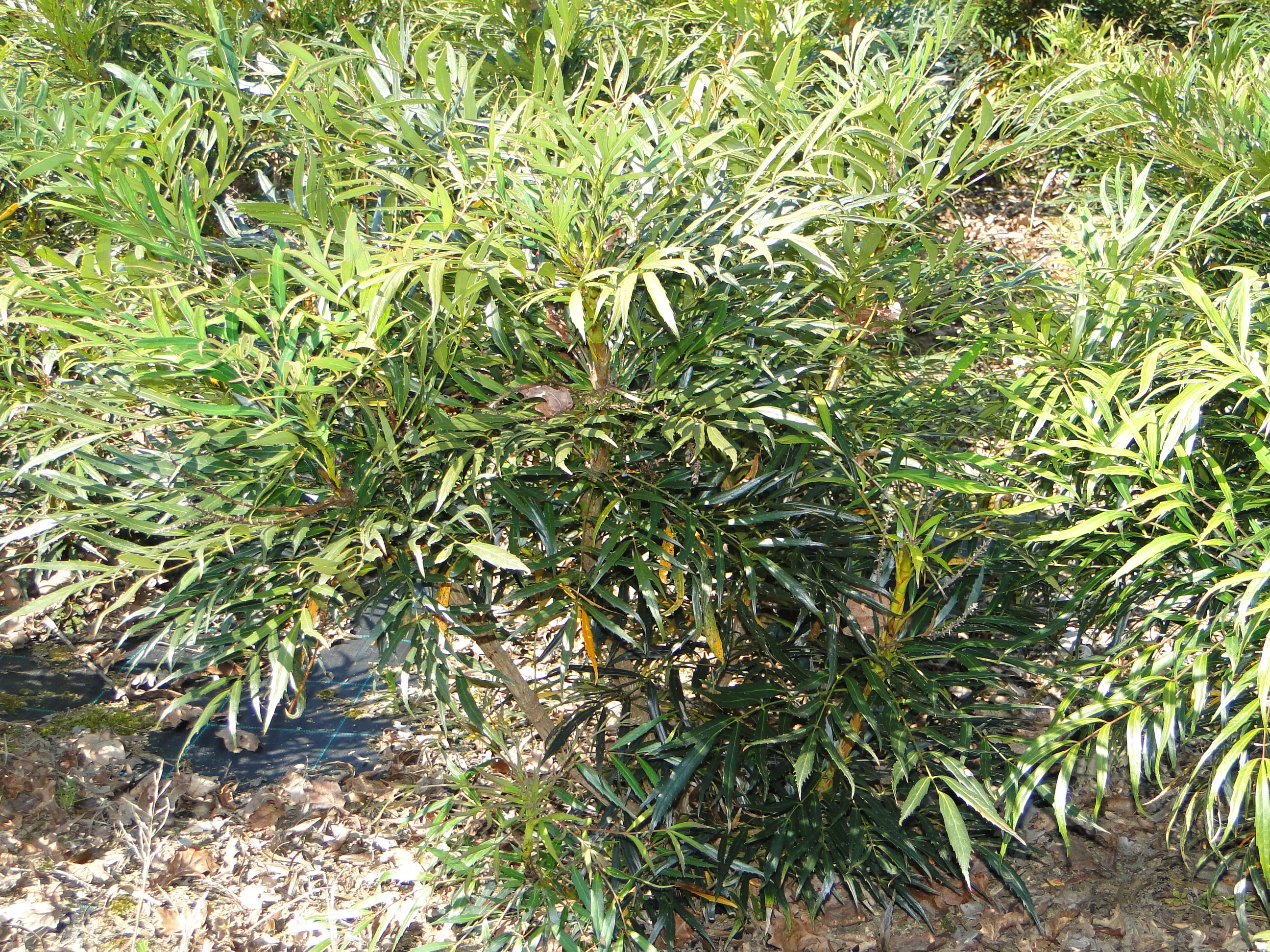 Mahonia Sweet Winter Mahonia Sweet Winter