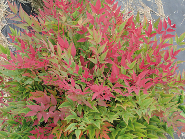 Nandina domestica Obsessed