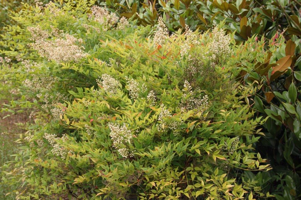 Nandina domestica Nandina domestica