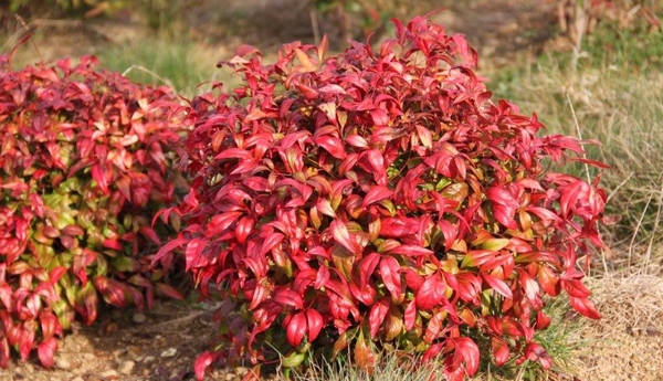 Nandina domestica Fire Power