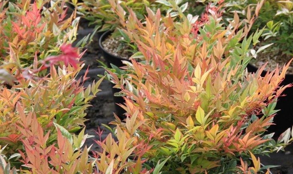 Nandina domestica Gulfstream Nandina domestica Gulfstream