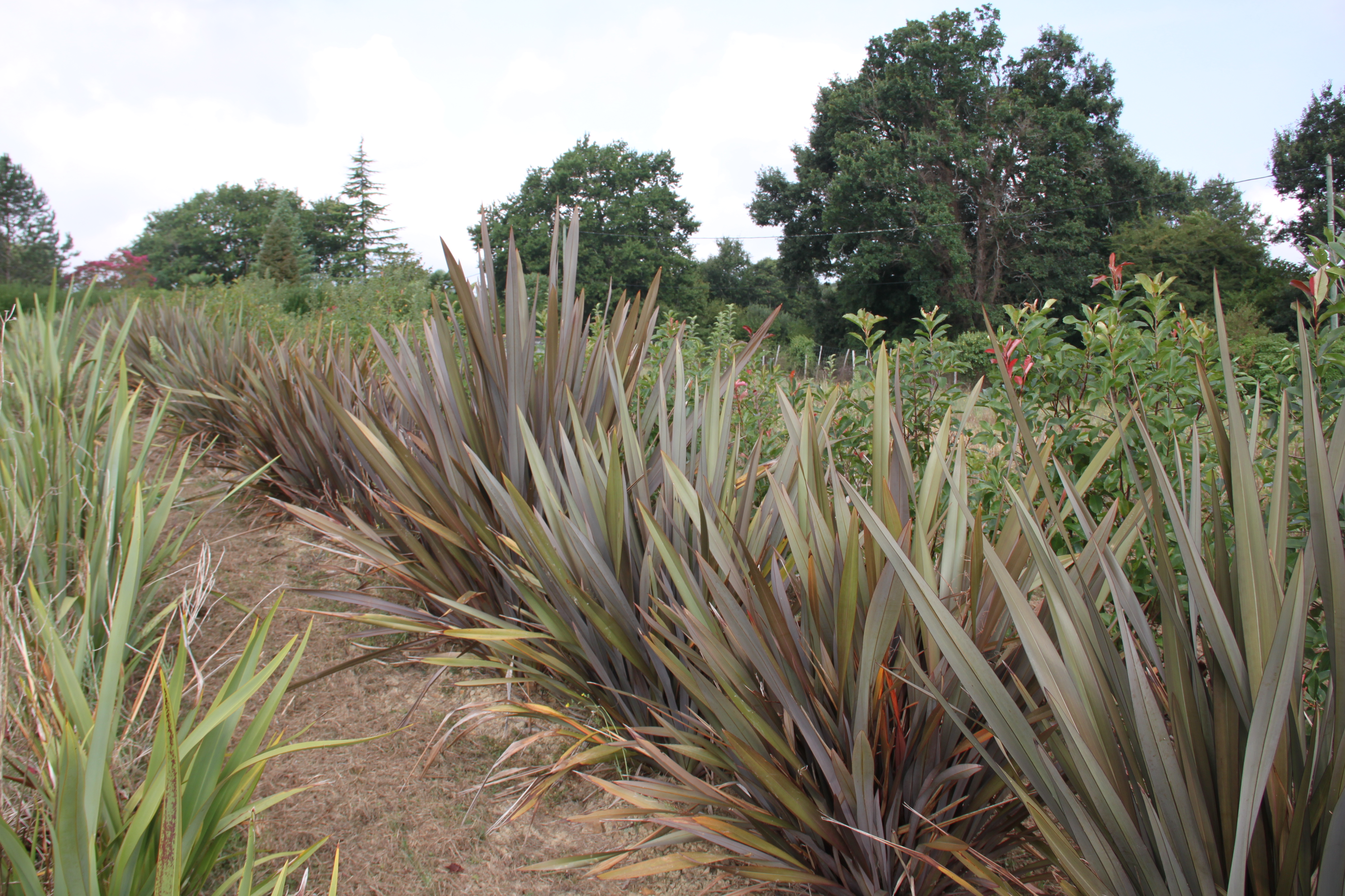 Phormium Tenax Purpureum